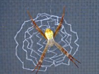 D8960-Argiope keyserlingi juvenile